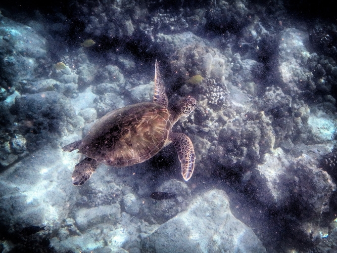 The first turtle
