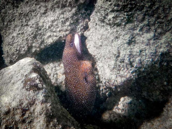 Whitemouth Moray Eel