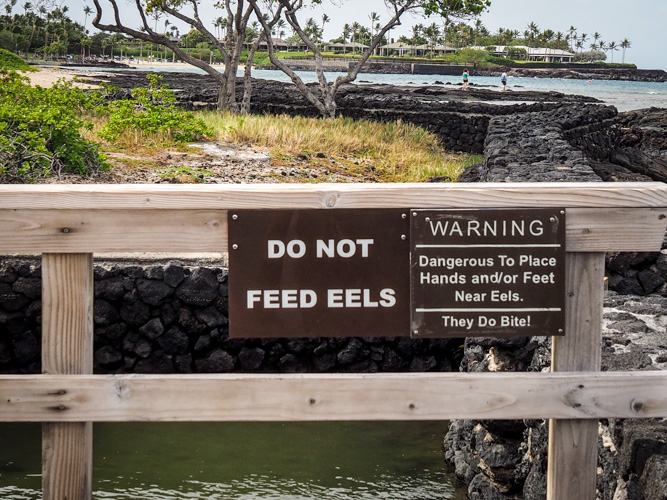But, I didn't see any eels.