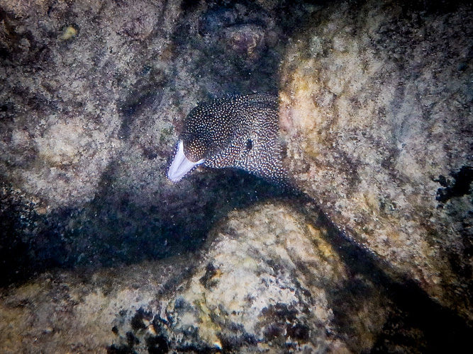 The daily eel.