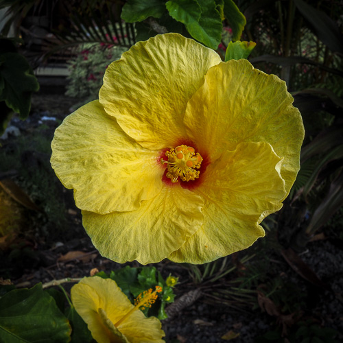 Yet another hibiscus