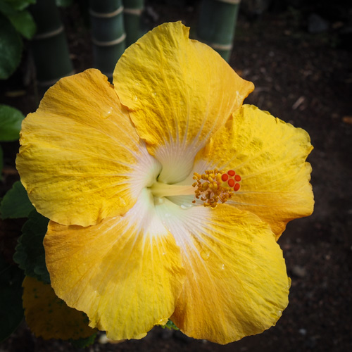 No, I am not done with hibiscus.
