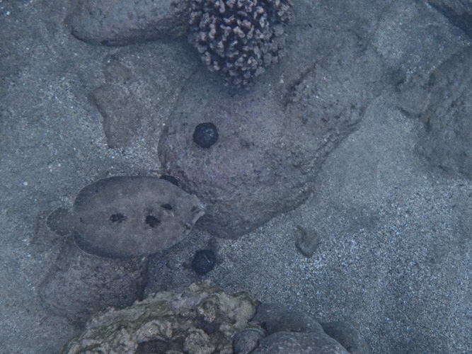 Flounder