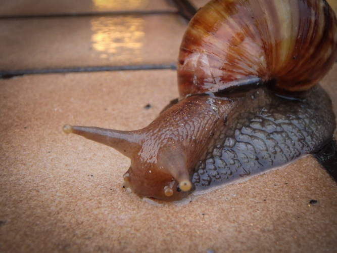 Invasive Giant African Snail
